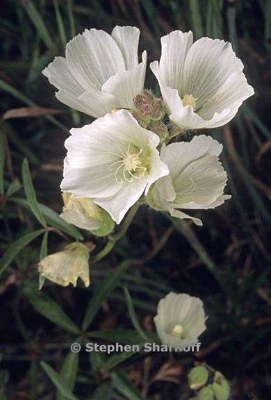 sidalcea calycosa ssp calycosa 1 graphic